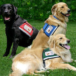 service_dog_training